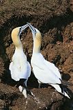 Northern Gannet